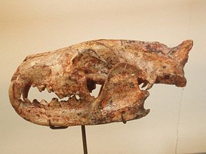 Schädel von Hyaenodon cayluxi im Pariser Muséum national d'Histoire naturelle