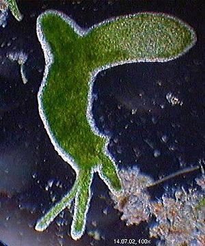 Hydra viridis