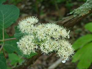 Wald-Hortensie oder Baum-Hortensie (Hydrangea arborescens), Blütenstand