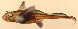 Hydrolagus mirabilis