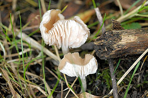 Zwei alte Wiesenellerlinge (Hygrocybe pratensis)