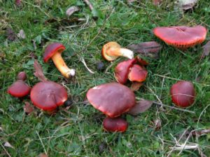 Granatroter Saftling (Hygrocybe punicea)