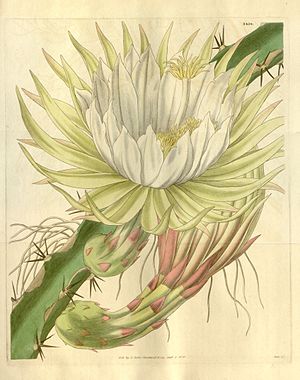 Hylocereus trigonus (Cereus napoleonis) Bot. Mag. 63. t. 3458. 1836.jpg