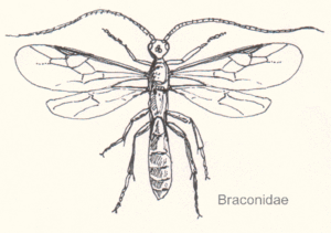 Hym-braconidae-sp.gif