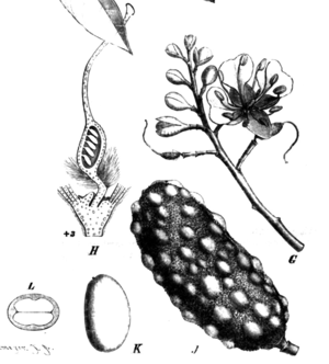 Hymenaea verrucosa, Illustration