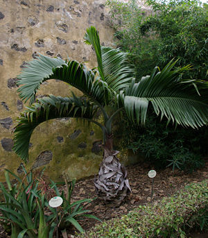 Flaschenpalme (Hyophorbe lagenicaulis) im Jardín de Aclimatación de la Orotava, Teneriffa