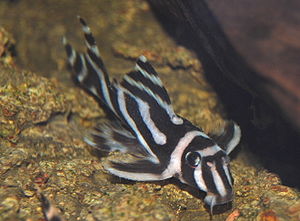 Hypancistrus zebra4305.jpg