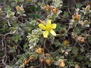 Hypericum aegypticum subsp. webbii, Malta