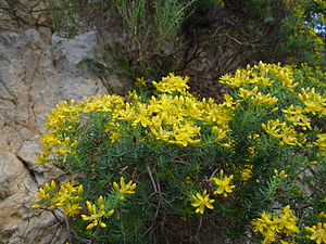 Hypericum amblycalyx.JPG