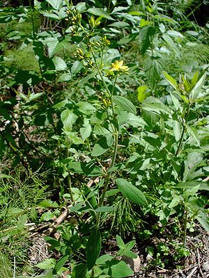 Behaartes Johanniskraut (Hypericum hirsutum)