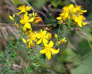 Schönes Johanniskraut (Hypericum pulchrum)