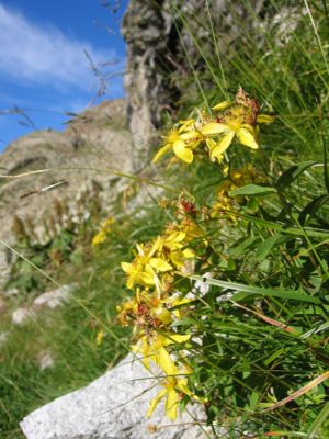 Richers Johanniskraut (Hypericum richeri subsp. burseri)