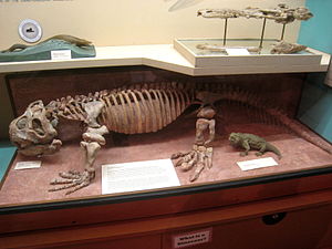 Skelettrekonstruktion von Hyperodapedon im Museum of Natural History der University of Michigan.