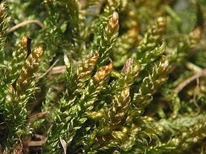 Geschwollenes Zypressen-Schlafmoos (Hypnum lacunosum) (ausgetrocknete Pflanzen)