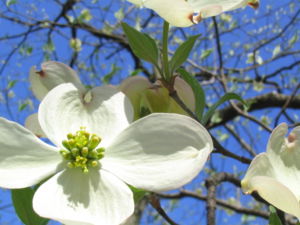 Blütenstand des Blüten-Hartriegels (Cornus florida)