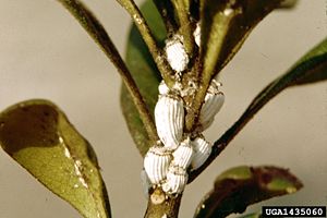 Kolonie der Australischen Wollschildlaus (Icerya puchasi)