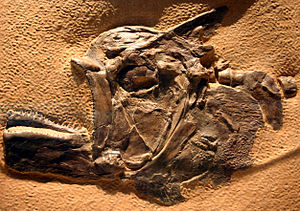 Ein fossiles Exemplar von Ichthyodectes anaides