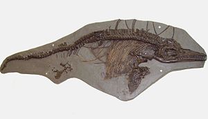 Fossil von Ichthyosaurus breviceps