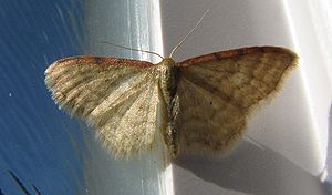 Braunrandiger Zwergspanner  (Idaea humiliata)