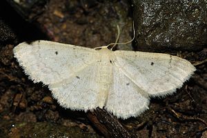 Idaea mancipiata (1).JPG