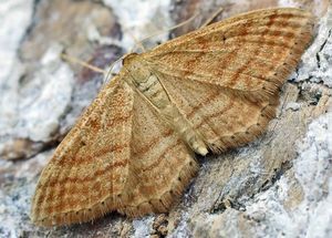 Ockerfarbiger Steppenheiden-Zwergspanner  (Idaea ochrata)