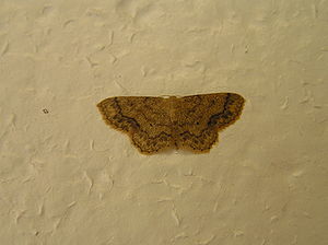 Idaea subsaturata