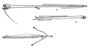 Idiacanthus atlanticus Weibchen (oben),Männchen (mitte), Larve (unten)