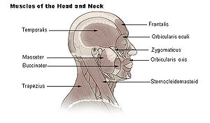 Illu head neck muscle.jpg