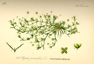 Niederliegendes Mastkraut (Sagina procumbens), Illustration