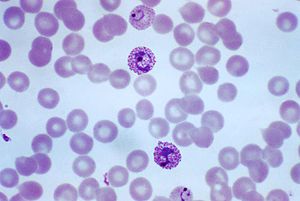 Trophozoiten von Plasmodium vivax im gefärbten Blutausstrich