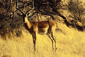 Männlicher Impala