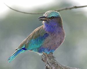 Immature Hinduracke (Coracias benghalensis)