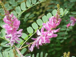 Blütenstände einer Indigopflanze (Indigofera tinctoria)