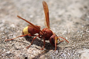 Insect in Lindos Rhodes.JPG