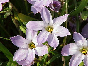 Ipheion uniflorum1.jpg