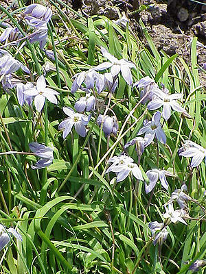 Frühlings-Sternblume (Ipheion uniflorum)