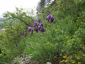 Iris germanica 160505.jpg