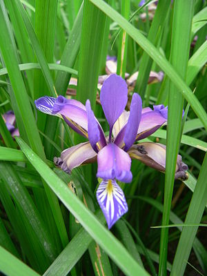 Iris graminea 2007-05-13 398.jpg