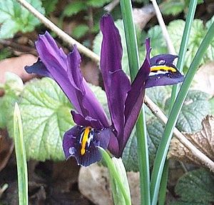 Iris histrioides.jpg