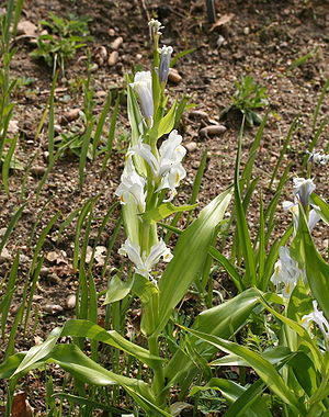 Großartige Schwertlilie (Iris magnifica)