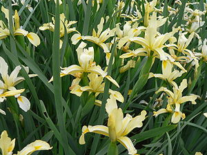 Iris orientalis 2007-05-13 355.jpg