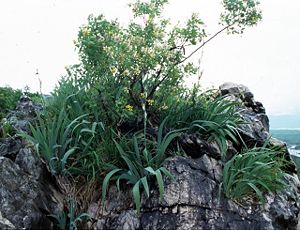 Dalmatinische Schwertlilie (Iris pallida ssp. pseudopallida) mit Petteria ramentacea am Naturstandort im Hochkarst Montenegros