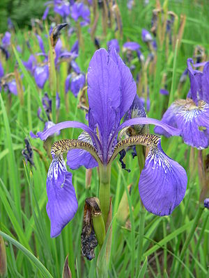Iris sanguinea 2007-05-13 361.jpg