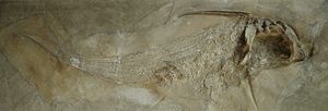 Ischyodus quenstedti aus dem Oberjura von Solnhofen im Paläontologischen Museum München