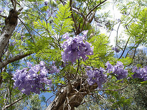 Blühender Palisanderholzbaum (Jacaranda mimosifolia), Detail