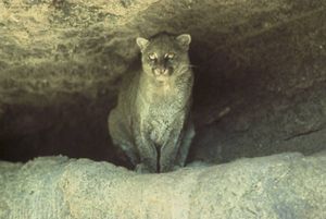 Jaguarundi (Puma yagouaroundi), graue Morphe
