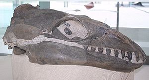 Schädel von Janjucetus hunderi in einer Ausstellung in Melbourne