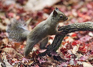 Japanisches Eichhörnchen (Sciurus lis)