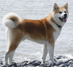 Akita (Hund)