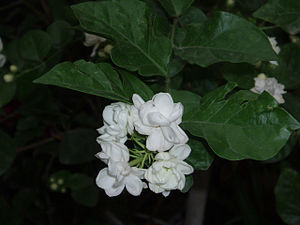Arabischer Jasmin (Jasminum sambac)